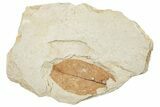 Fossil Leaf - France #254354-1
